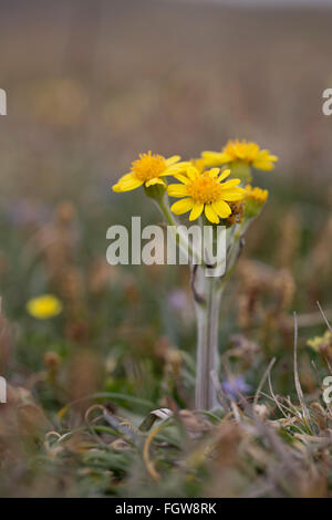 Fleawort spatulées Tephroseris integrifolia ssp maritima ; Fleur ; Pile ; sud ; d'Anglesey UK Banque D'Images