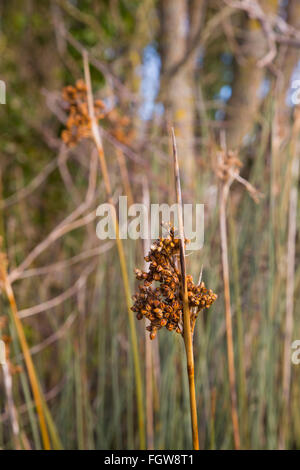 Rush Juncus acutus épineux ; fleurs ; Cornwall, UK Banque D'Images