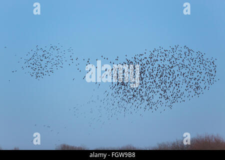 Starling Sturnus vulgaris Roost ; Murmurating ; Somerset UK Banque D'Images