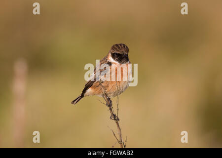 Saxicola torquata Stonechat ; seul mâle plumage d'hiver ; Cornwall UK Banque D'Images