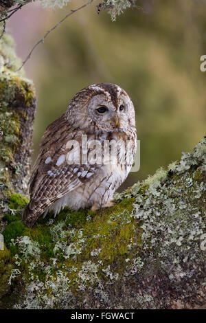 Chouette hulotte Strix Aluco enr. ; ; sur l'arbre, Cornwall, UK Banque D'Images