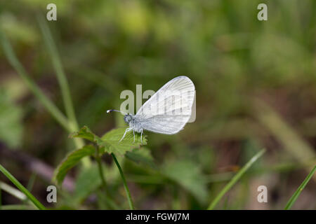 Papillon blanc en bois ; Leptidea sinapis seul sur Leaf Herefordshire, UK Banque D'Images