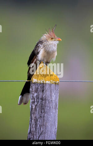 Guira Cuckoo, des profils sur branch, Pantanal, Mato Grosso, Brésil, Amérique du Sud / (Guira guira) Banque D'Images