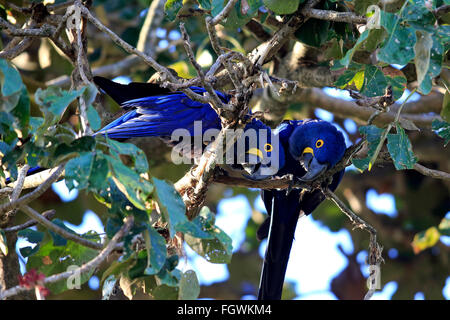 L'Ara hyacinthe, Ara bleu, couple, Pantanal, Mato Grosso, Brésil, Amérique du Sud / (Anodorhynchus hyacinthinus) Banque D'Images