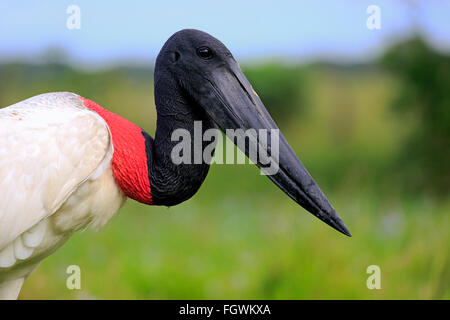 Jabiru, portrait adultes, Pantanal, Mato Grosso, Brésil, Amérique du Sud (Jabiru mycteria) / Banque D'Images