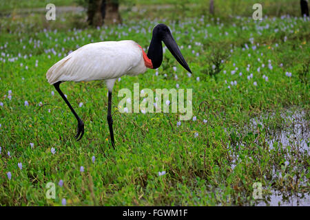 Jabiru, des profils sur prairie de nourriture, Pantanal, Mato Grosso, Brésil, Amérique du Sud (Jabiru mycteria) / Banque D'Images