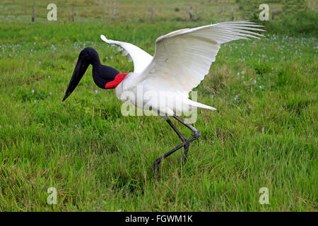 Jabiru, des profils sur prairie de nourriture, chasse, Pantanal, Mato Grosso, Brésil, Amérique du Sud (Jabiru mycteria) / Banque D'Images