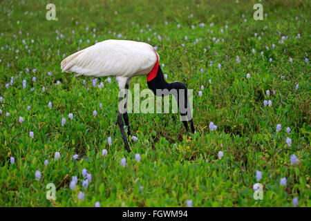 Jabiru, des profils sur prairie de nourriture, chasse, Pantanal, Mato Grosso, Brésil, Amérique du Sud (Jabiru mycteria) / Banque D'Images