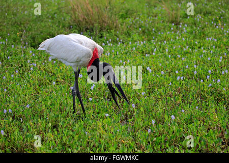 Jabiru, des profils sur prairie à se nourrir de poissons, Pantanal, Mato Grosso, Brésil, Amérique du Sud (Jabiru mycteria) / Banque D'Images