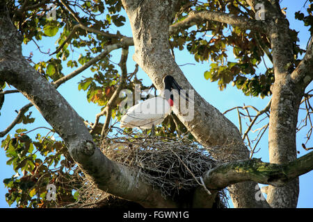 Jabiru, adulte sur nid, Pantanal, Mato Grosso, Brésil, Amérique du Sud (Jabiru mycteria) / Banque D'Images