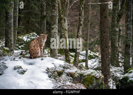 Le lynx eurasien (Lynx lynx) sitting on rock en forêt dans la neige en hiver Banque D'Images