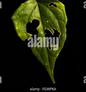 Une feuille d'endommagé par les insectes de la forêt tropicale Banque D'Images