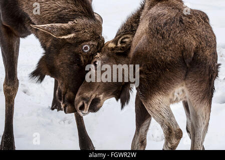 Elk / orignal (Alces alces) jouer avec bull calf par headbutting dans la neige en hiver Banque D'Images