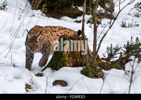 Le lynx eurasien (Lynx lynx) traque ses proies dans la taïga, dans la neige en hiver Banque D'Images