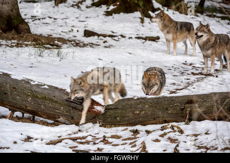 Le loup gris / grey wolf (Canis lupus) pack sur la chasse au phoque s'exécutant sur tronc d'arbre tombé dans la neige en hiver Banque D'Images