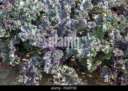 Kale rouge à maturité en plantes Brassica oleracea 'champ'. Banque D'Images