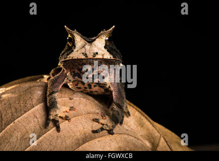 Proceratophrys boiei cornu (grenouille) de la forêt tropicale atlantique du Brésil SE Banque D'Images