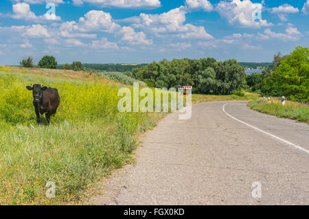 Paysage d'été tranquille avec chemin rural et deux vaches qui paissent dans un pré au bord de la route Banque D'Images
