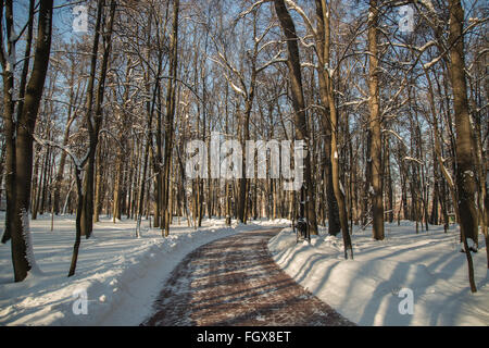 Arbres et route en hiver sur une bonne journée au parc Moscou 2016 Banque D'Images