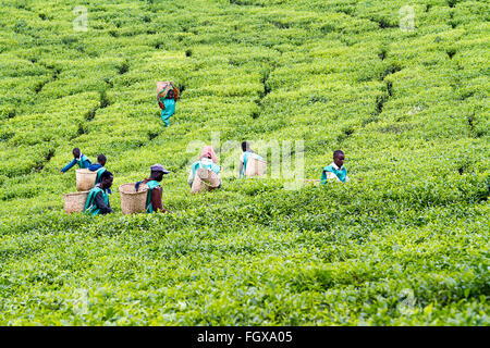 KINIHIRA, RWANDA- 9 novembre : les travailleurs non identifiés dans une plantation de thé, le 9 novembre 2013. Le thé est produit d'exportation du Rwanda Banque D'Images