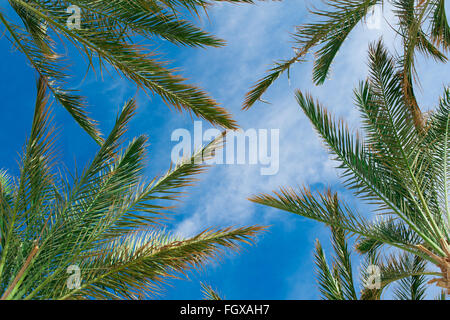 Des branches de palmier sur le fond bleu du ciel concept tropical Banque D'Images