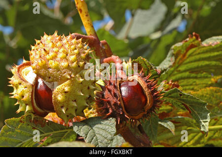 Conkers éclatant de de leurs coquilles. Fruit de l'arbre au marron. Aesculus hippocastanum. Banque D'Images