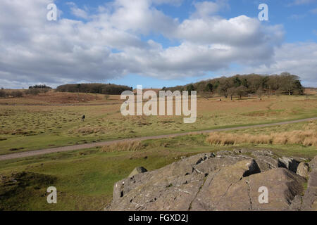 Mais ensoleillée à jour chili bradgate park Banque D'Images