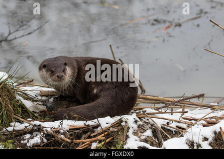 Otter sur les bords de la rivière. En hiver. La neige légère sur l'herbe. Banque D'Images