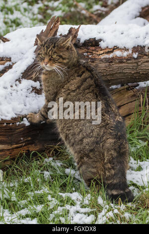 Scottish Wildcat sur branche d'arbre couvert de neige. Banque D'Images