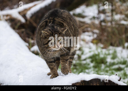 Scottish Wildcat sur branche d'arbre couvert de neige. Banque D'Images