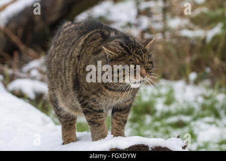 Scottish Wildcat sur branche d'arbre couvert de neige. Banque D'Images