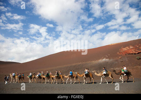Echadero de camellos, chameau, Parque Nacional de Timanfaya, Lanzarote island, archipel des Canaries, l'Espagne, l'Europe Banque D'Images
