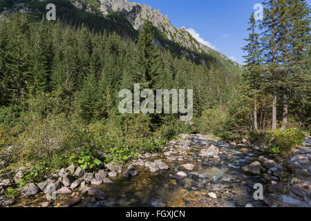 Flux dans la vallée Roztoka Roztoka. Parc National des Tatras. Hautes Tatras, massif des Carpates. Réserve naturelle. Pologne Banque D'Images