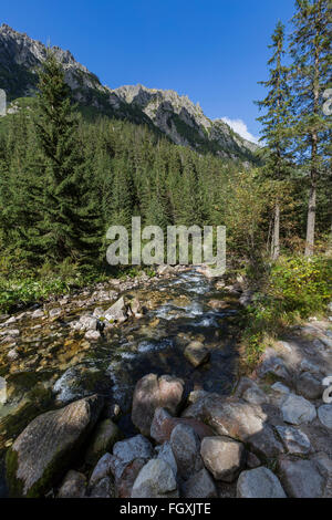 Flux dans la vallée Roztoka Roztoka. Parc National des Tatras. Hautes Tatras, massif des Carpates. Réserve naturelle. Pologne Banque D'Images