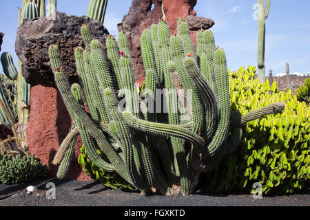 Jardin de cactus par artiste César Manrique, Lanzarote, zone San Juan Island, archipel des Canaries, l'Espagne, l'Europe Banque D'Images