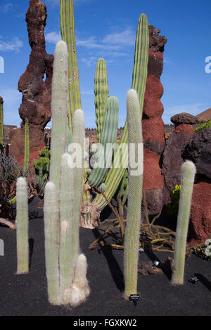 Jardin de cactus par artiste César Manrique, Lanzarote, zone San Juan Island, archipel des Canaries, l'Espagne, l'Europe Banque D'Images