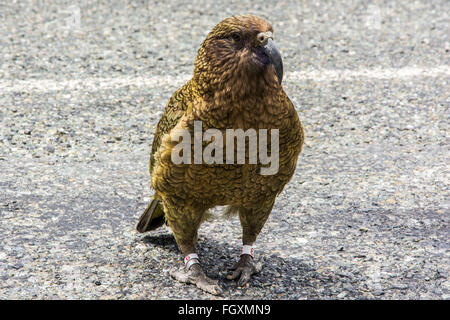 Oiseau Kea en Nouvelle Zélande Banque D'Images