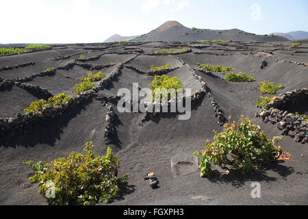 Zone de la Geria, Lanzarote island, archipel des Canaries, l'Espagne, l'Europe Banque D'Images