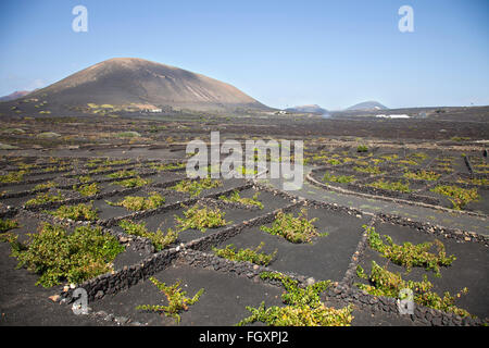 Zone de la Geria, Lanzarote island, archipel des Canaries, l'Espagne, l'Europe Banque D'Images