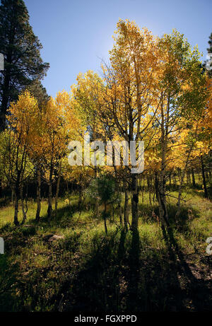 Peupliers de l'automne dans les montagnes de San Juan Dolores Comté (Colorado). Cette photo est rétroéclairé de feuilles d'or changer de couleur. Banque D'Images