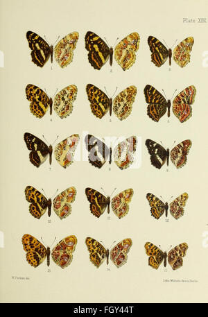 Ce travail fournit un examen détaillé des espèces de papillons trouvées en Chine, au Japon et en Corée, explorant leurs caractéristiques physiques, leurs habitats et leurs comportements. Le livre comprend des illustrations et des descriptions pour faciliter l'identification et la classification. Banque D'Images