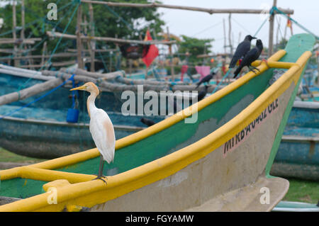 Le Sri Lanka. 15 Jan, 2016. l'aigrette garzette (Egretta garzetta) assis sur un catamaran traditionnel bateau de pêche Sri Lanka, Hikkaduwa, Sri Lanka (Ceylan), l'Asie du Sud de l'île © Andrey Nekrasov/ZUMA/Alamy Fil Live News Banque D'Images