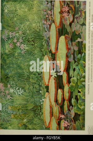 DAS Leben der Pflanze (1906) est un ouvrage allemand explorant le cycle de vie des plantes, détaillant leur croissance, leur reproduction et leur rôle écologique dans la nature. Banque D'Images