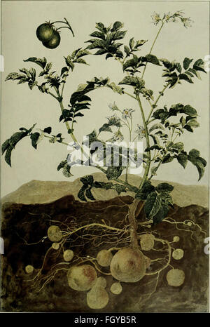 'DAS Leben der Pflanze' (1906) explore le cycle de vie et les processus de croissance des plantes, offrant des connaissances scientifiques sur la biologie et le développement des plantes. Banque D'Images