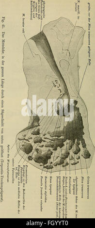 Handbuch der anatomie des Menschen (1896) est un manuel complet d'anatomie humaine qui fournit des descriptions détaillées et des illustrations des structures corporelles humaines, offrant un aperçu des systèmes squelettiques, musculaires et organiques. Banque D'Images
