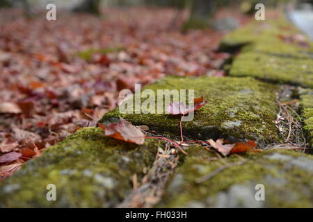 Feuille d'érable rouge sur un lit de mousse verte,les feuilles d'automne Banque D'Images