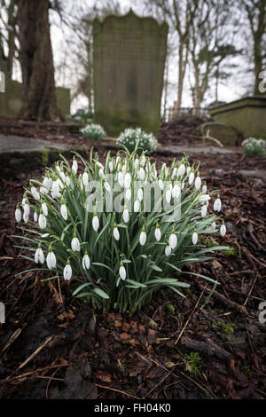 Perce-neige croître dans le cimetière de St Michael and All Angels Parish Church, Haworth, à la fin de l'hiver Banque D'Images