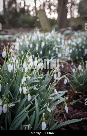Perce-neige humide de la pluie après une douche dans le cimetière de St Michael and All Angels Parish Church, Haworth, à la fin de l'hiver Banque D'Images