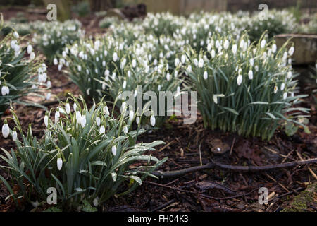 Perce-neige humide de la pluie après une douche dans le cimetière de St Michael and All Angels Parish Church, Haworth, à la fin de l'hiver Banque D'Images
