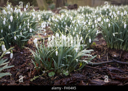 Perce-neige humide de la pluie après une douche dans le cimetière de St Michael and All Angels Parish Church, Haworth, à la fin de l'hiver Banque D'Images